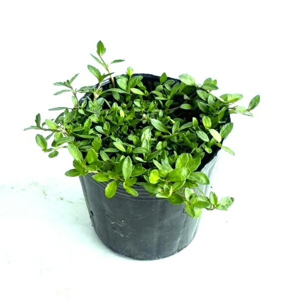 Amazon.co.jp: 【28本セット】リピア（ヒメイワダレソウ） / 9.0cm
